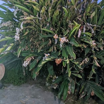 Gilberto Garden Landscape,tree Triming and Removal - Before giant overgrown plant - Gardeners Near Me Gilberto Garden Landscape,tree Triming and Removal - Before giant overgrown plant - Gardeners Near Me