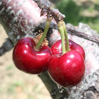 Copeland's Cherry Ranch - Pick Your Own Farms Near Me - Leona Valley, California Copeland's Cherry Ranch - Pick Your Own Farms Near Me - Leona Valley, California