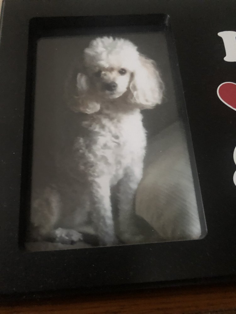 LOYAL FRIENDS PET CREMATION CENTRE Updated October 2024 1418