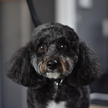 Lotus Pet Spa - Pet Groomers Near Me - Indianapolis, Indiana Lotus Pet Spa - Pet Groomers Near Me - Indianapolis, Indiana