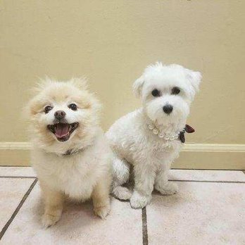 Pet Care By Nicholas - Pet Sitting Near Me - Jersey City, New Jersey Pet Care By Nicholas - Pet Sitting Near Me - Jersey City, New Jersey