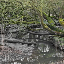 Naturschutzgebiet Flottbektal - Feutgebiete ohne Ende, und kein Durchkommen gegeben.