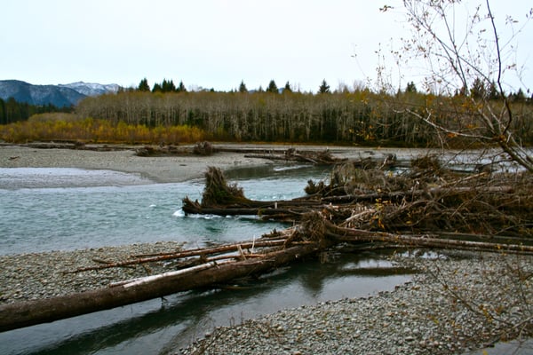 Hoh River Trailhead by null