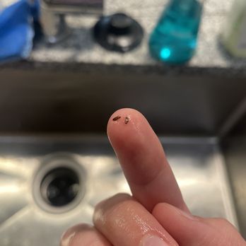 Apollo Tempe - bed bugs that were infested in my apartment upon move-in - University Housing Near Me - Tempe, Arizona