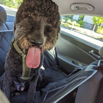 PetSmart - My dog looks like a proboscis monkey. Not happy at all. What happened to his ears?! - Pet Stores Near Me - Issaquah, Washington