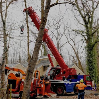 Maryland Professional Tree Services - Tree removal using a crane - Tree Services Near Me - Glen Burnie, Maryland Maryland Professional Tree Services - Tree removal using a crane - Tree Services Near Me - Glen Burnie, Maryland