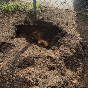 Califa Tree Care - Stump 2, about 2 ft under, only left a root that goes under neighbor's driveway - Tree Services Near Me