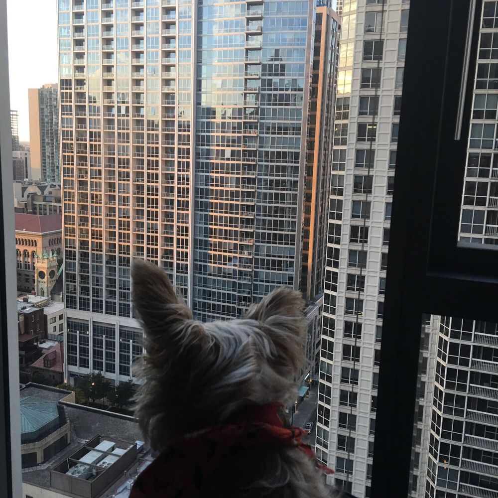 Little pup in the big city... penny for Sebastian's  thoughts?
