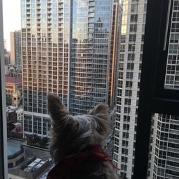 Little pup in the big city... penny for Sebastian's  thoughts?