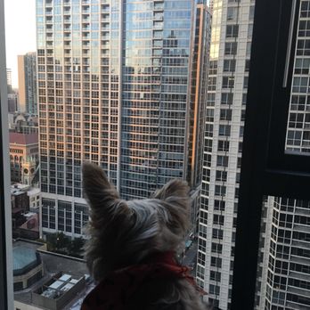 State & Chestnut - Little pup in the big city... penny for Sebastian's  thoughts? - Apartments Near Me - Chicago, Illinois