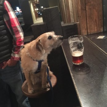 10 Barrel Brewing - West Side Bend - Just hanging out at the bar with my new best friend - Brewpubs Near Me - Bend, Oregon