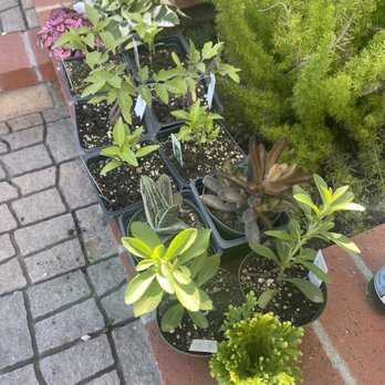 Sunshine Growers Nursery - Variety of plants - Nurseries & Gardening Near Me - Eastvale, California Sunshine Growers Nursery - Variety of plants - Nurseries & Gardening Near Me - Eastvale, California