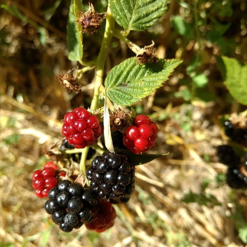 Edenberry Farm - Thornless blackberries - Pick Your Own Farms Near Me - Lakeport, California Edenberry Farm - Thornless blackberries - Pick Your Own Farms Near Me - Lakeport, California