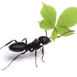 Antworks Pest Control - Ant