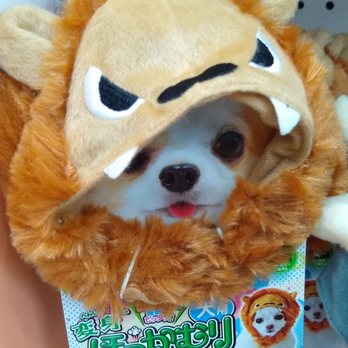 Teso Life - A small dog with white fur and brown markings is wearing a lion costume that includes a fluffy mane and a face mask with lion features, such as eyes, nose, and teeth. The dog’s face is visible through the costume, with its tongue slightly sticking out. The costume is designed for pets and is displayed on a store shelf with packaging that features a picture of the costume and Japanese text. - Cosmetics & Beauty Supply Near Me - Flushing, New York