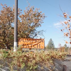 Sunset Orchard - 11/2/25