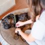 Photo of Sunny Side Mobile Veterinary