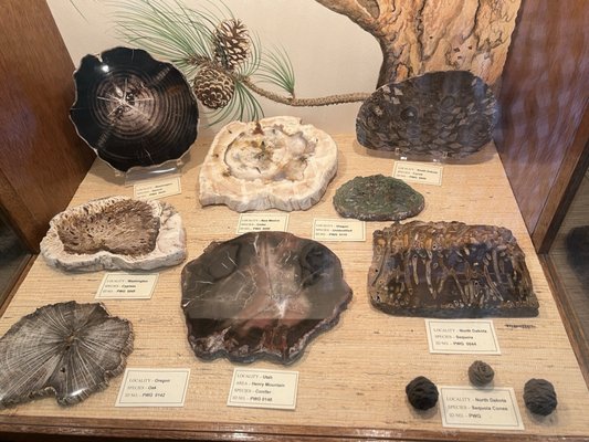 Petrified Wood Gallery by null