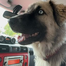 Puppy