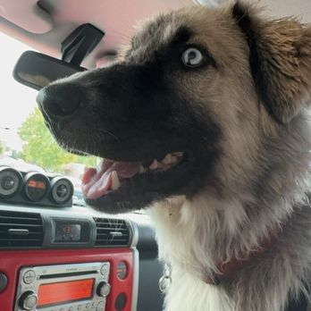 LOLA's Rescue - Puppy - Pet Adoption Near Me - Aurora, Colorado