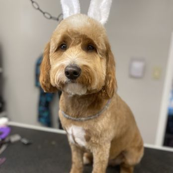 Groomer’s Touch - Pet Sitting Near Me - Oakmont, Pennsylvania Groomer’s Touch - Pet Sitting Near Me - Oakmont, Pennsylvania