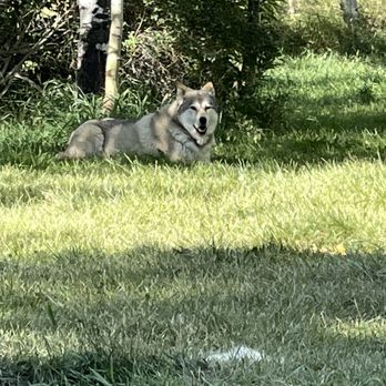 Yamnuska Wolfdog Sanctuary - Tours Near Me - Cochrane, Alberta Yamnuska Wolfdog Sanctuary - Tours Near Me - Cochrane, Alberta