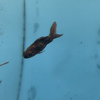 PetSmart - Black moor goldfish is covered in white spots, a sign of ich disease. - Pet Stores Near Me - Elk Grove, California PetSmart - Black moor goldfish is covered in white spots, a sign of ich disease. - Pet Stores Near Me - Elk Grove, California