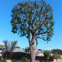 Photo of Special Care Tree Service