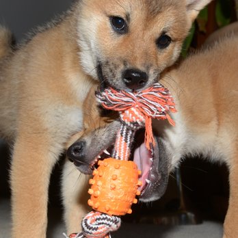 Morningstar River Shibas - Male & Female litter mates. Red-black tipped Shiba Inu @12 wks.  Breeder = Joan Morningstar - Pet Services Near Me