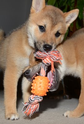 morningstar river shibas