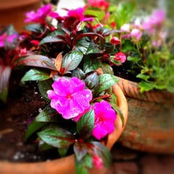 Plants from Green Acres.