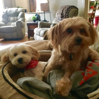 Kung Fu Shih-Tzu - Pet Groomers Near Me - Vancouver, Washington