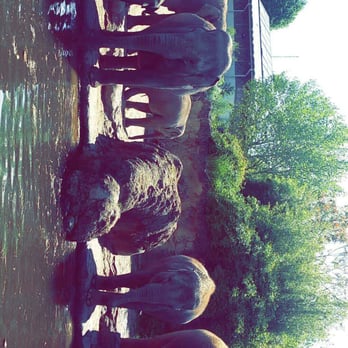 Dublin Zoo - Elephant family - Zoos Near Me - Dublin, D Dublin Zoo - Elephant family - Zoos Near Me - Dublin, D