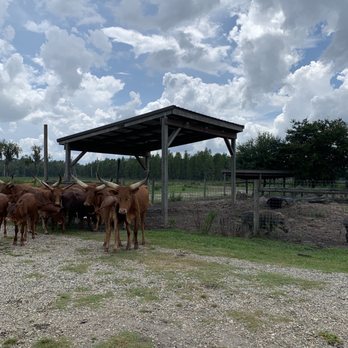 Safari Wilderness Ranch - Tours Near Me - Lakeland, Florida Safari Wilderness Ranch - Tours Near Me - Lakeland, Florida