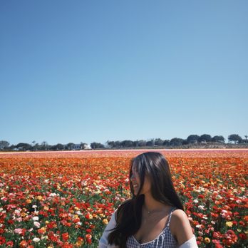 The Flower Fields - During bloom season - Venues & Event Spaces Near Me - Carlsbad, California The Flower Fields - During bloom season - Venues & Event Spaces Near Me - Carlsbad, California