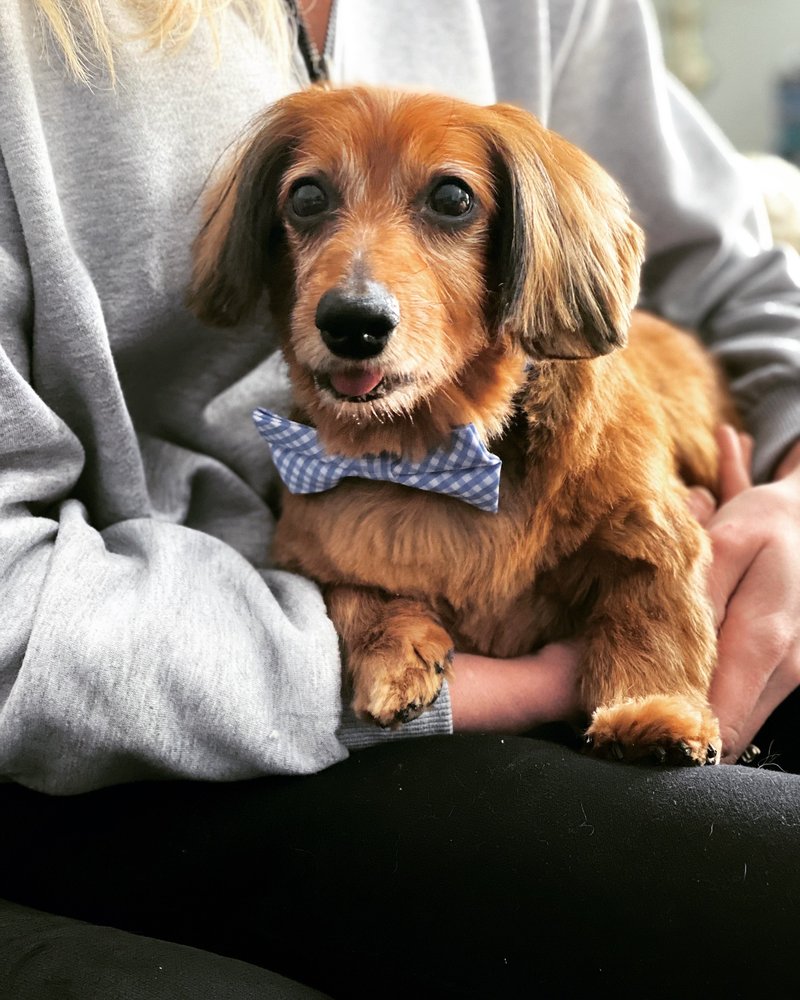 DOGGIE STYLES PET GROOMING Updated August 2024 126 Photos & 24