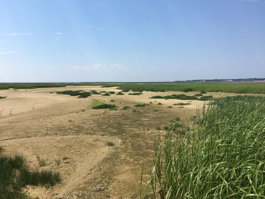 Long Point Beach by null