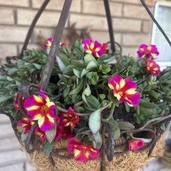 Rancho Flores Garden Center - Succulent in hanging basket