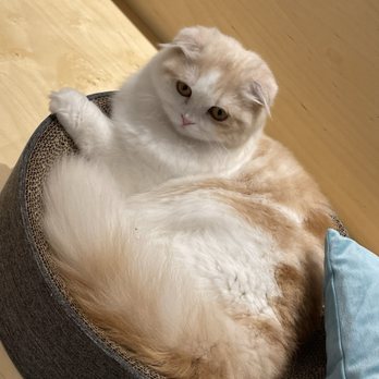 Cat Café MOFF - Themed Cafes Near Me - Honolulu, Hawaii Cat Café MOFF - Themed Cafes Near Me - Honolulu, Hawaii