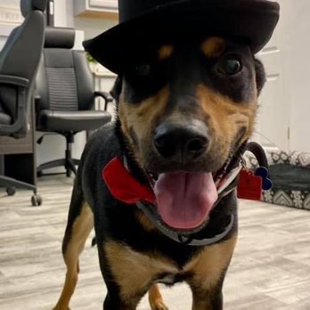 Ozzy's Playhouse - A dog with a black hat and red bow tie is positioned on a wooden floor in an indoor office environment. The background includes office chairs, a desk, and cabinets. The dog appears happy, with its tongue out and a cheerful expression. The image captures the playful attire of the dog in a professional-looking office space. - Pet Boarding Near Me - Warwick, Rhode Island