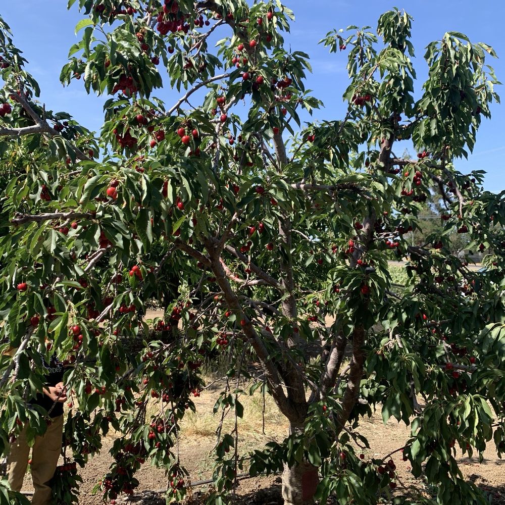 Cherry Time - Pick Your Own Farms Near Me - Brentwood, California