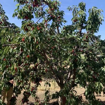 Cherry Time - Pick Your Own Farms Near Me - Brentwood, California