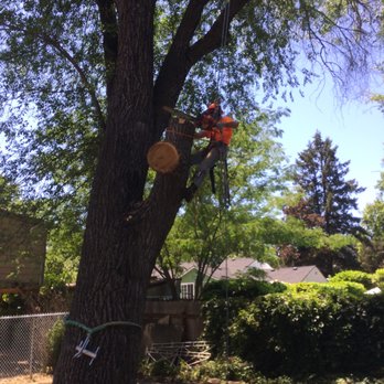Tree-Mend-Us - Tree Services Near Me - Medford, Oregon Tree-Mend-Us - Tree Services Near Me - Medford, Oregon