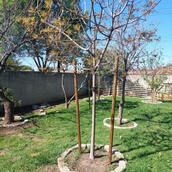 Moon Valley Nurseries - Chinese Pistache Tree - Nurseries & Gardening Near Me - La Verne, California Moon Valley Nurseries - Chinese Pistache Tree - Nurseries & Gardening Near Me - La Verne, California
