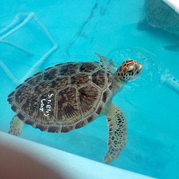 The Turtle Hospital - Veterinarians Near Me - Marathon, Florida
