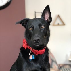 Fetch! Pet Care