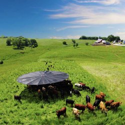St Brigids Meadows - An aerial shot of our farms invention, the shade haven! Steers love shade on hot summer days.