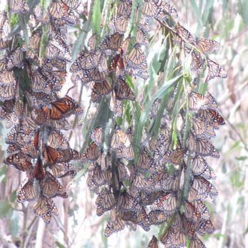 Coronado Butterfly Preserve - Parks Near Me - Goleta, California Coronado Butterfly Preserve - Parks Near Me - Goleta, California