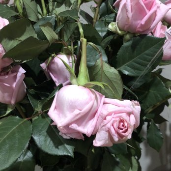 Showcase Flowers - Florists Near Me - San Francisco, California Showcase Flowers - Florists Near Me - San Francisco, California