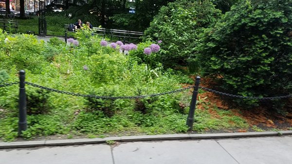 City Hall Park Greenmarket by null